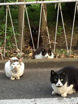 ファイル名: IMG_0430.jpg
ファイルサイズ: 266.4KB
→クリックで元のサイズを表示 IMG_0430