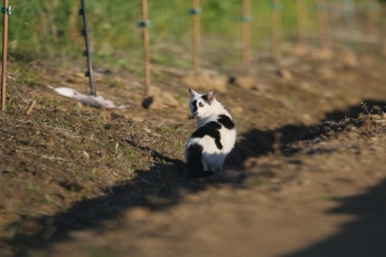 ファイル名: MD7D8012J.jpg
ファイルサイズ: 150.8KB
→クリックで元のサイズを表示 MD7D8012J